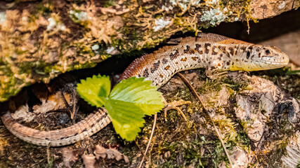 Macro of a sand lizard, lacerta agilis, on a sunny summer day