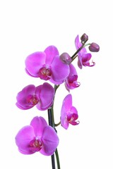Orchids on a white background