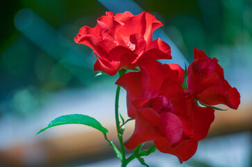 red rose in the garden
