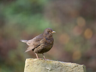 Blackbird, Turdus merula,