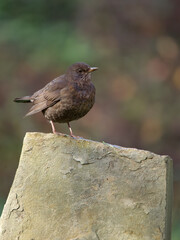 Blackbird, Turdus merula,
