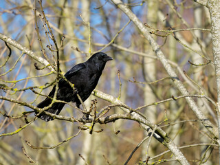 Carrion crow, Corvus corone