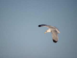 Herring gull, Larus argentatus,