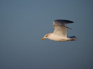 Herring gull, Larus argentatus,