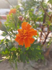 orange flower in the garden