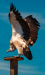 Gyps himalayensis, Himalayan griffon on a wooden platform