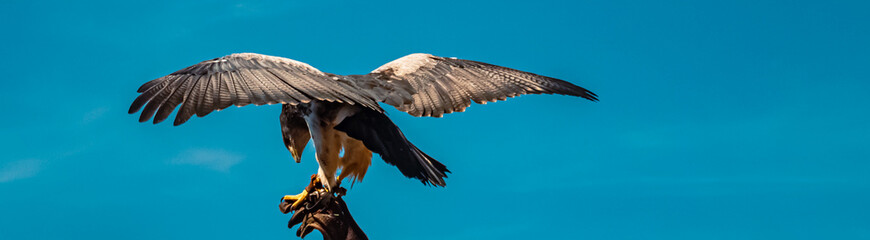 Geranoaetus melanoleucus, black-chested buzzard-eagle, in flight on a sunny summer day