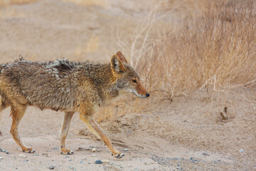 Coyote