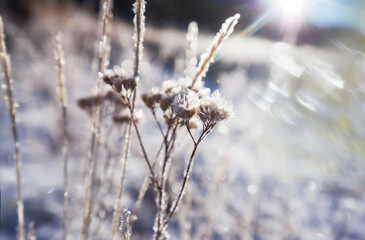 Frozen meadow