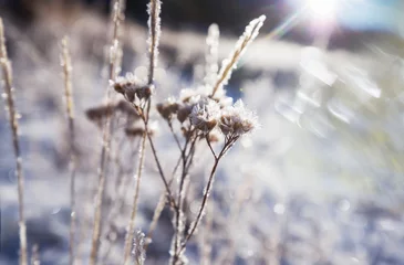 Foto auf Acrylglas Frozen meadow © Galyna Andrushko