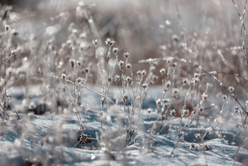 Frozen meadow