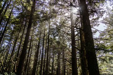 trees in the woods