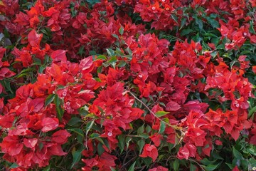 Blooming red bougainvillea bed in garden as floral background. Bright continual flowering dwarf crimson bougainvillea.Used as urban beach and park decorative shrub, street hedge,clipped or unclipped