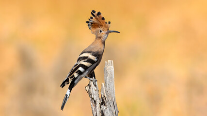 Eurasian Hoopoe © MuhammedBatu