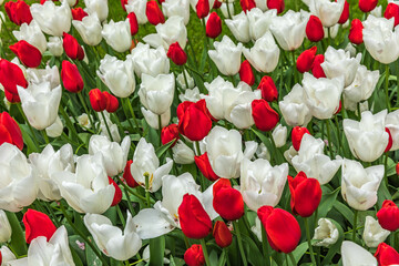 Colouful tulips