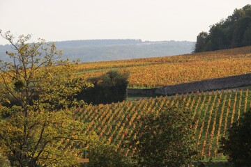 Fototapeta na wymiar vineyards in autumn, France 
