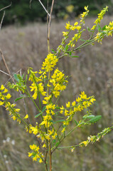 Melilot officinalis, ribbed melilot (Melilotus officinalis) blooms in nature