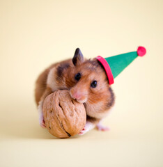 holidays background with hamster/christmas background with pet
