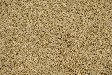 Wheat, after harvest. Whole grain for flour products. Automatic food loading. Modern grain loader and separator of agricultural machinery, agricultural machine working with crop
grain grinder at work