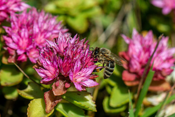 bee on flower
