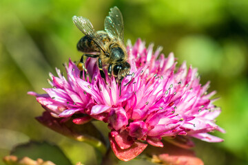 bee on a flower