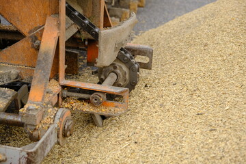 Wheat, after harvest. Whole grain for flour products. Automatic food loading. Modern grain loader...