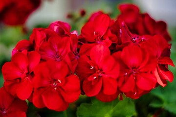 A Garden geranium flower with leaves in a green garden