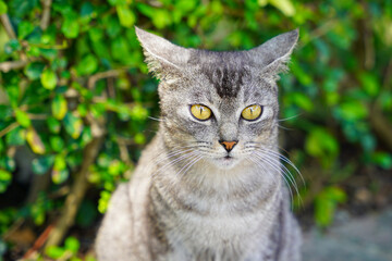 Tabby cat with yellow eyes color in the garden