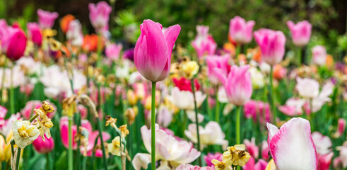 Colouful tulips
