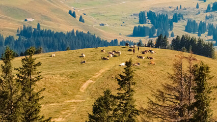 Beautiful alpine summer view with a herd of cows at the famous Kronberg mountains, Appenzell, Alpstein, Switzerland