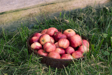 Freshly picked apples in a basket in green grass.