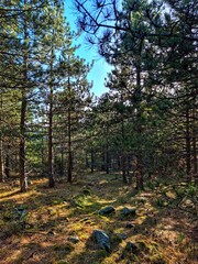 Autumn in the forest