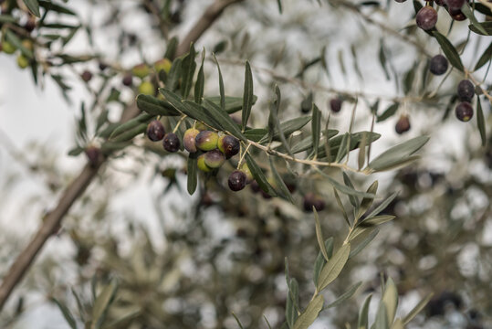 Oliven am Baum im Herbst