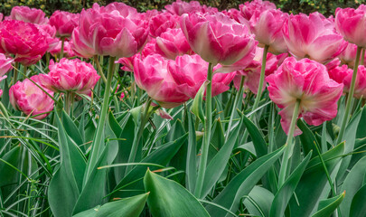 Colouful tulips