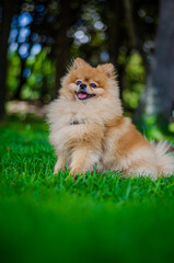 pomeranian dog  ong thick tan hair