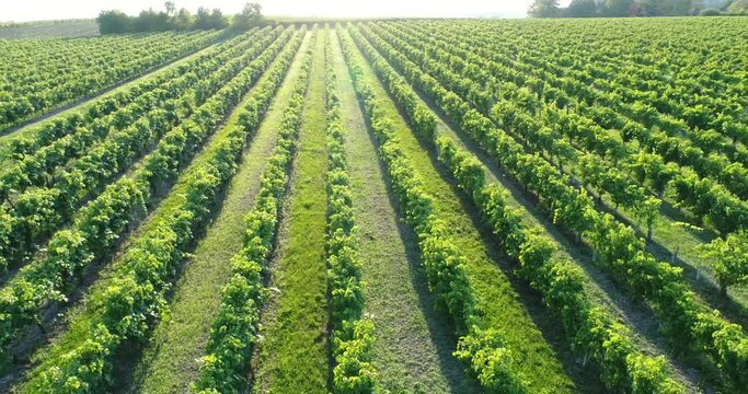Vue a&eacute;rienne de vignes dans le bordelais - coucher de soleil