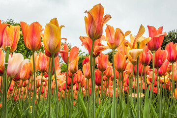 Colouful tulips