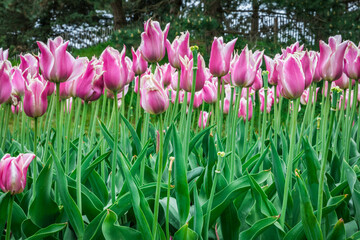 Colouful tulips