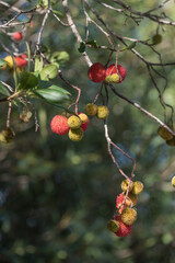 Erdbeerbaum reife Früchte im Herbst