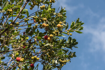 Erdbeerbaum reife Früchte im Herbst
