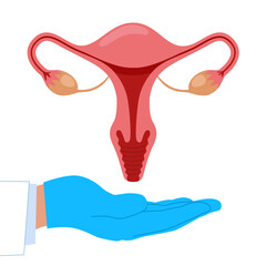 Model of the reproductive system of women. Vector illustration.