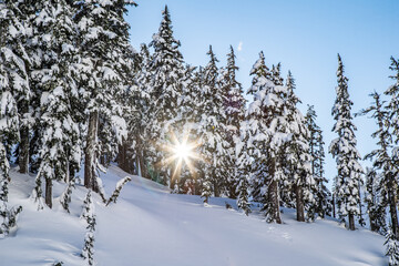 snow covered trees