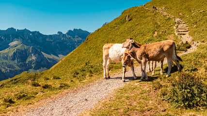 Beautiful alpine summer view with cows at the famous Ebenalp, Appenzell, Alpstein, Switzerland