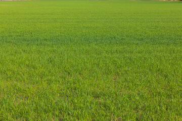 Fototapeta premium Beautiful view of green grass field. Green background, texture. 