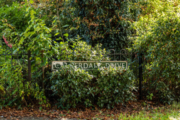 Fototapeta premium grass in a garden