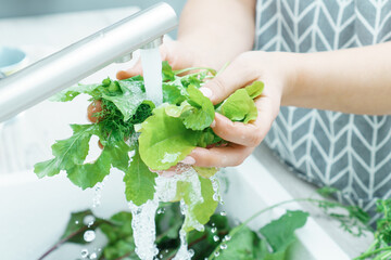 Female hands rinsing fresh greens leaves under tap water jet in kitchen sink closeup. Dirty raw green plants. Vegetarianism. Cooking, prepare ingredients, food cleaning. Healthy nutrition, diet.