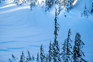 winter forest landscape