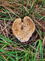 Mushroom in the forest