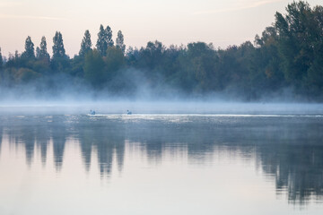 Misty morning with swans in the lake