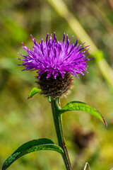 Schottische Distel